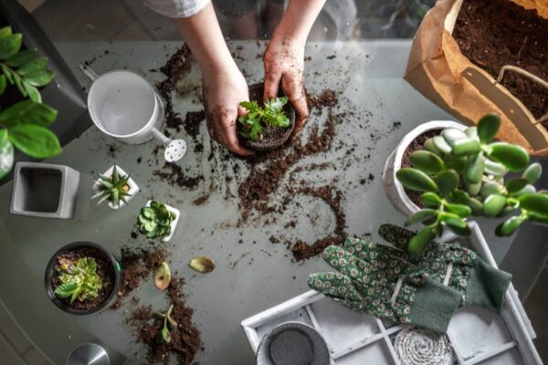 Green Thumbs Unite: The Benefits of Indoor and Outdoor Gardening for Beginners