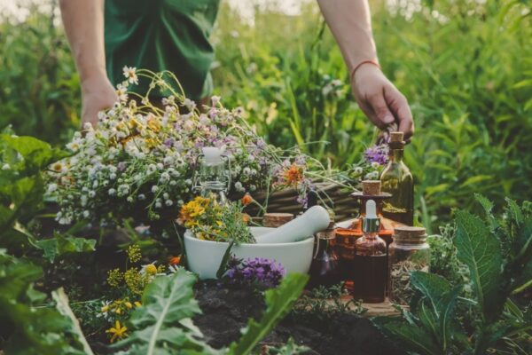 Herbal Harmony: Discovering Herbs That Boost Your Health and Wellness